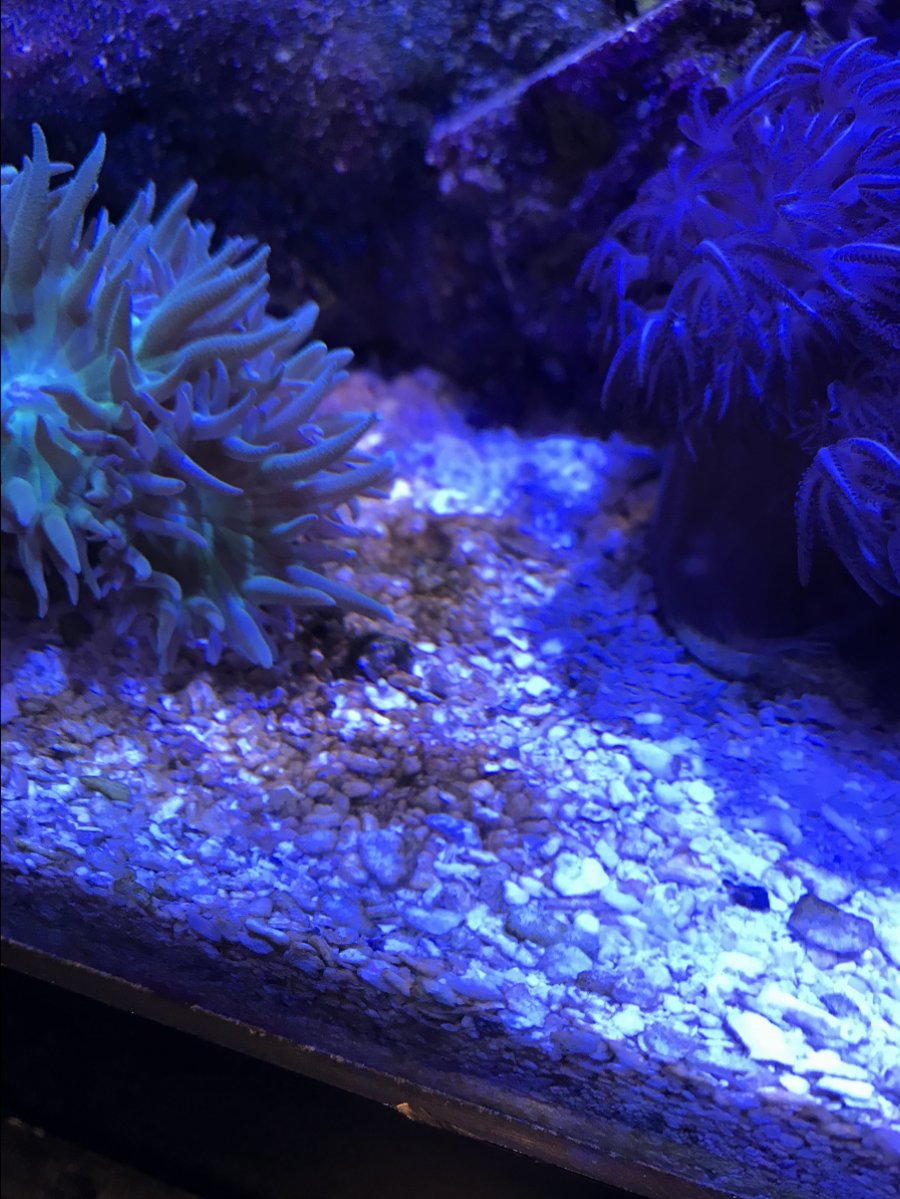 Brown Algae? | REEF2REEF Saltwater and Reef Aquarium Forum