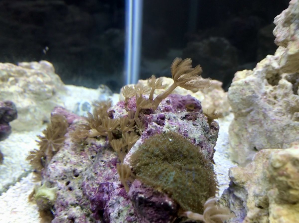 Help with identifying mushroom coral. | Reef2Reef
