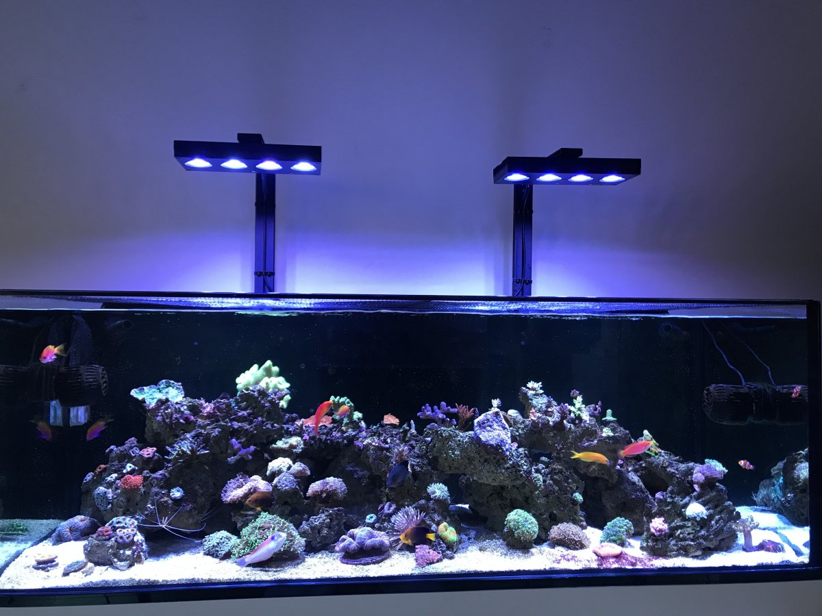 Lets see the tanks that got started in 2020 | Page 5 | REEF2REEF ...