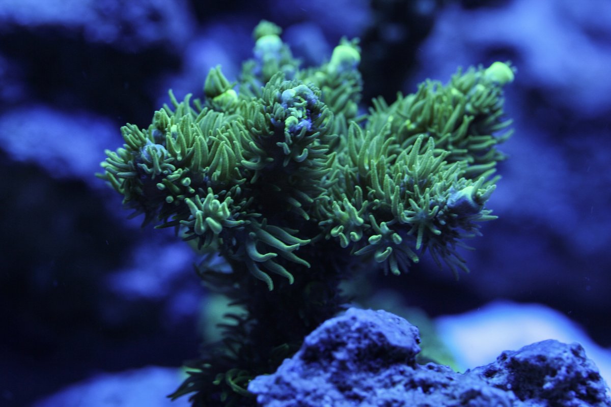 Build Thread - Reefer 350 journey! Picture heavy! | Page 3 | Reef2Reef