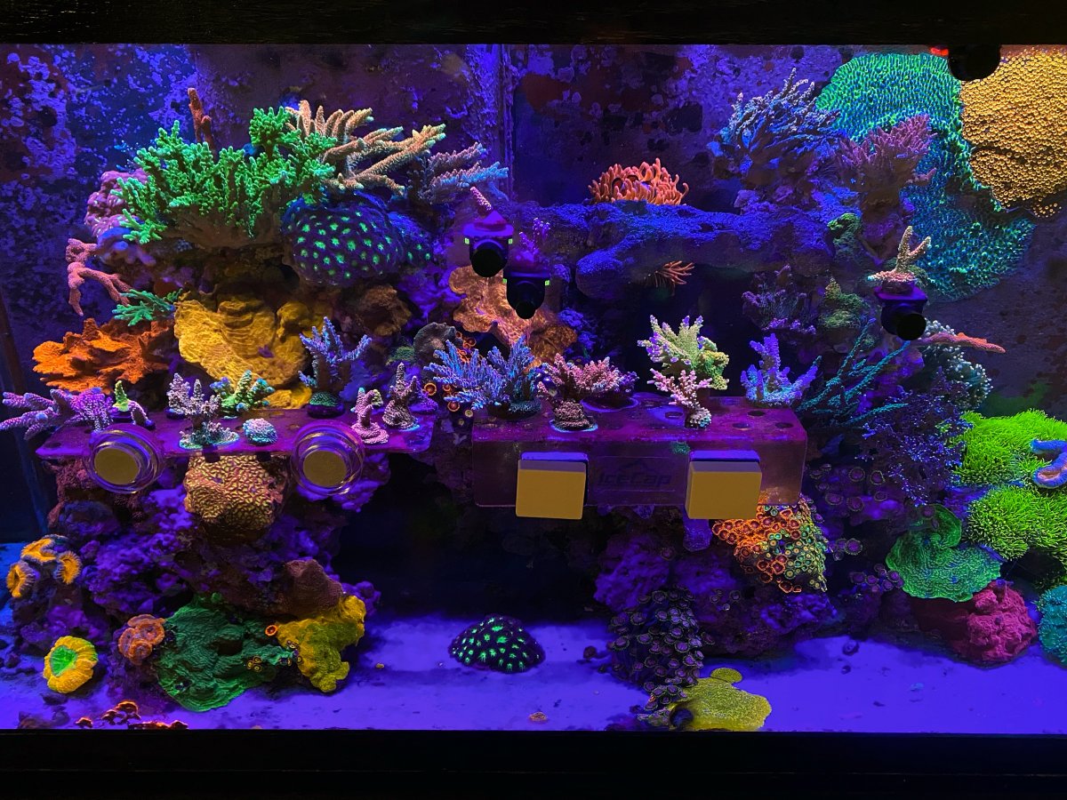 Florida - Just moved to Florida. Looking for reefers that have high-end ...