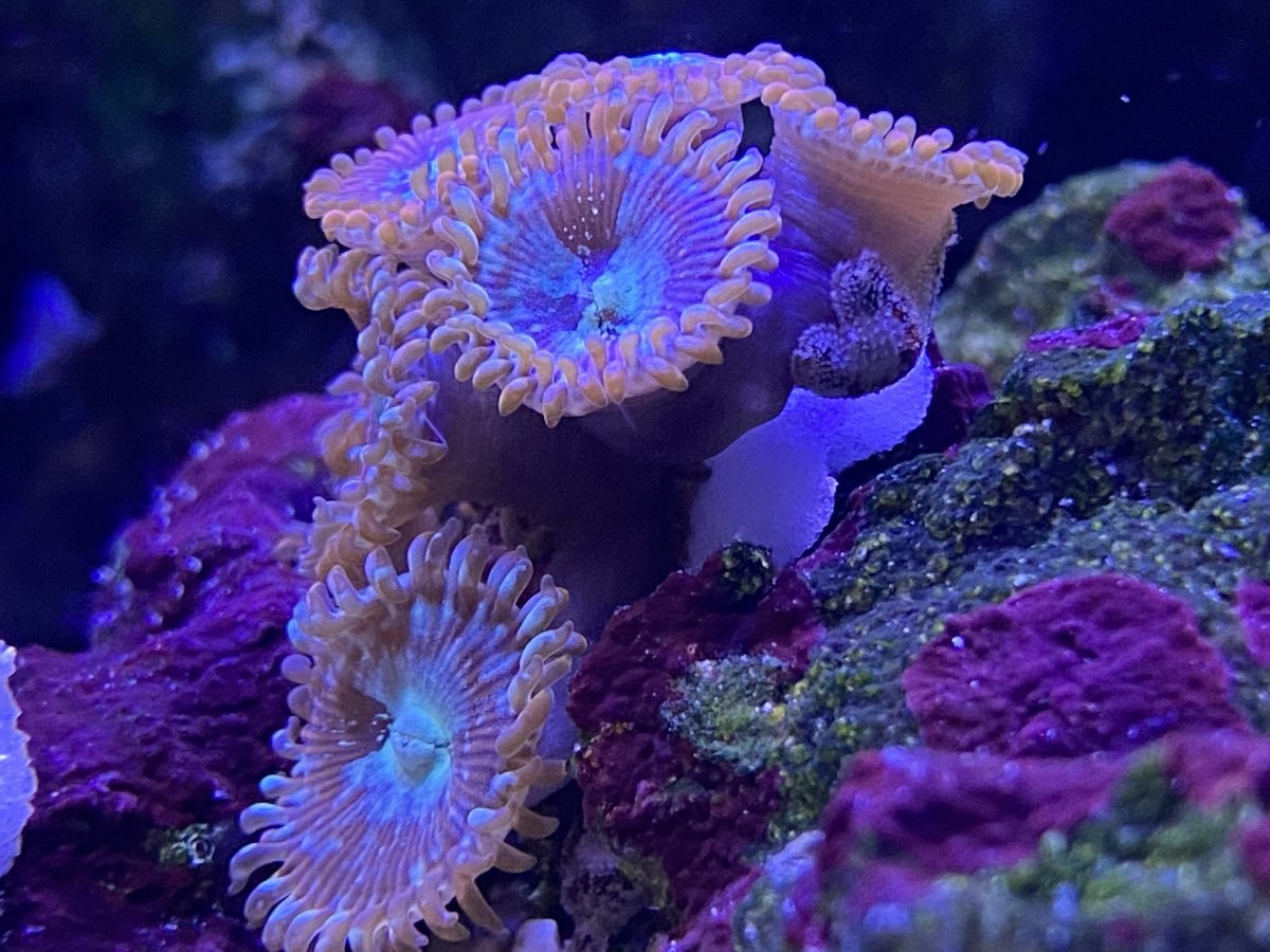 EC065634-A2D2-41F3-B063-8659D29698EE.jpeg
