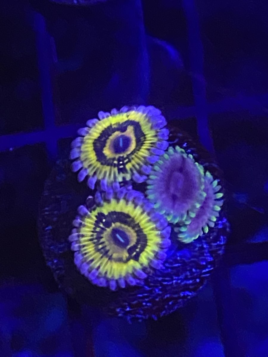 EC2195FD-18E0-4BB1-9D8F-D7EC28C84B7B.jpeg