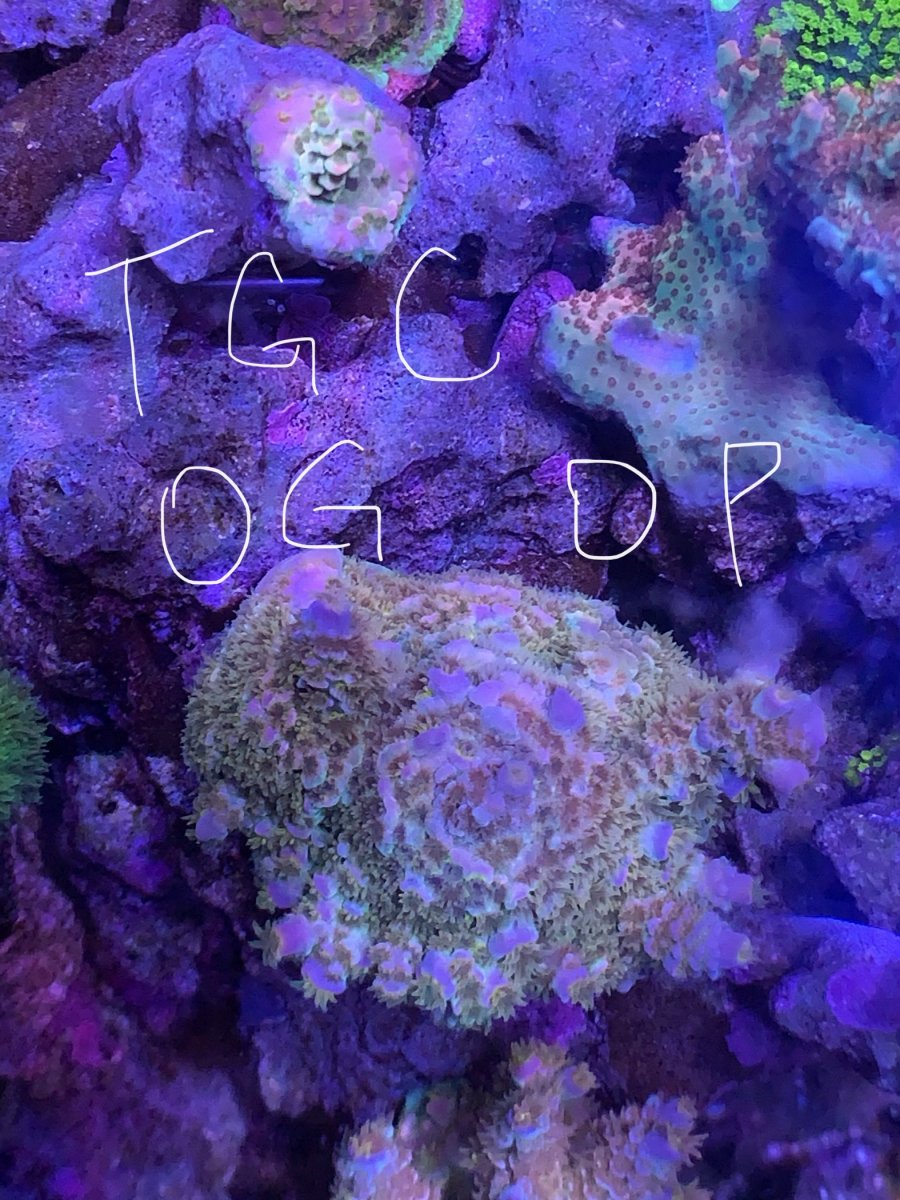 EC28D646-9AF3-4D20-A083-445377E9CF3B.jpeg