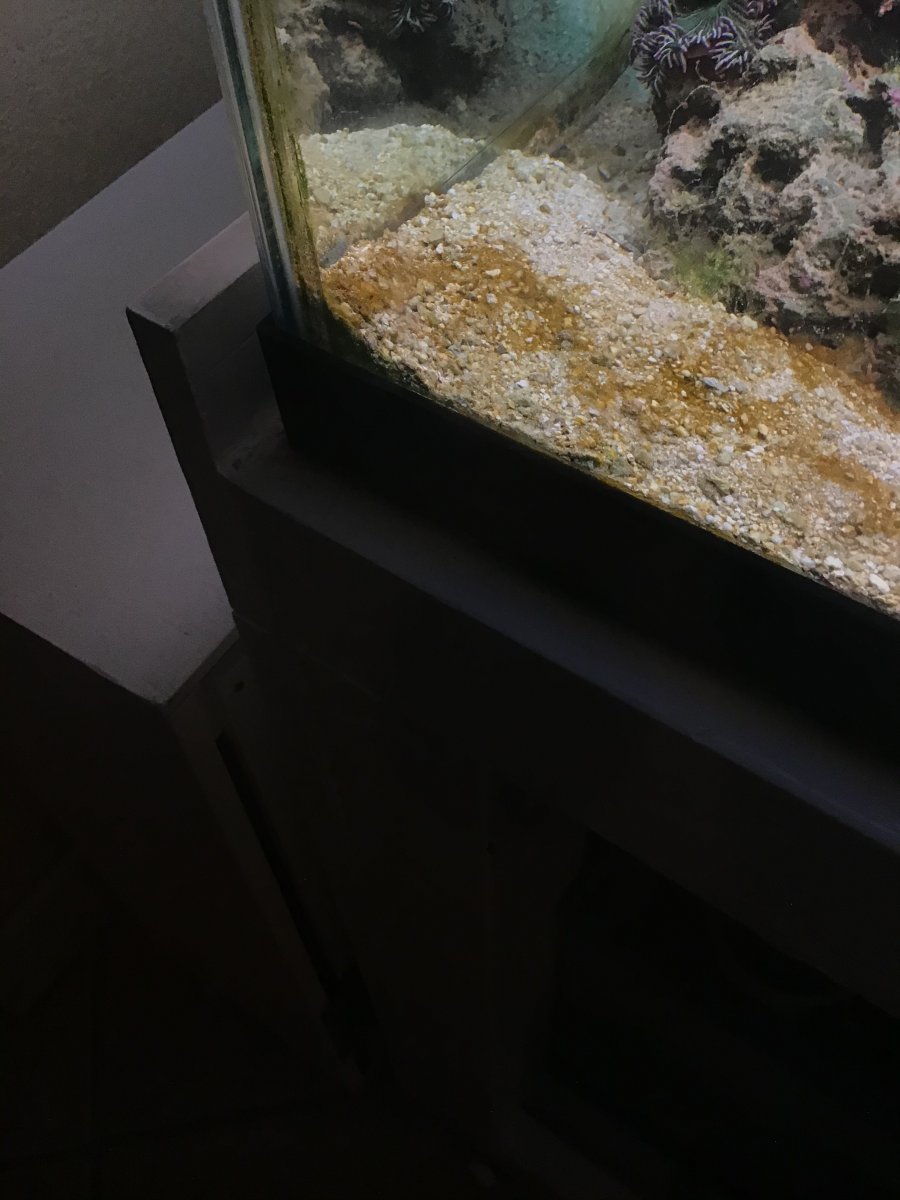 Tank a mess. What are these algaes and how do I get rid of them | Reef2Reef