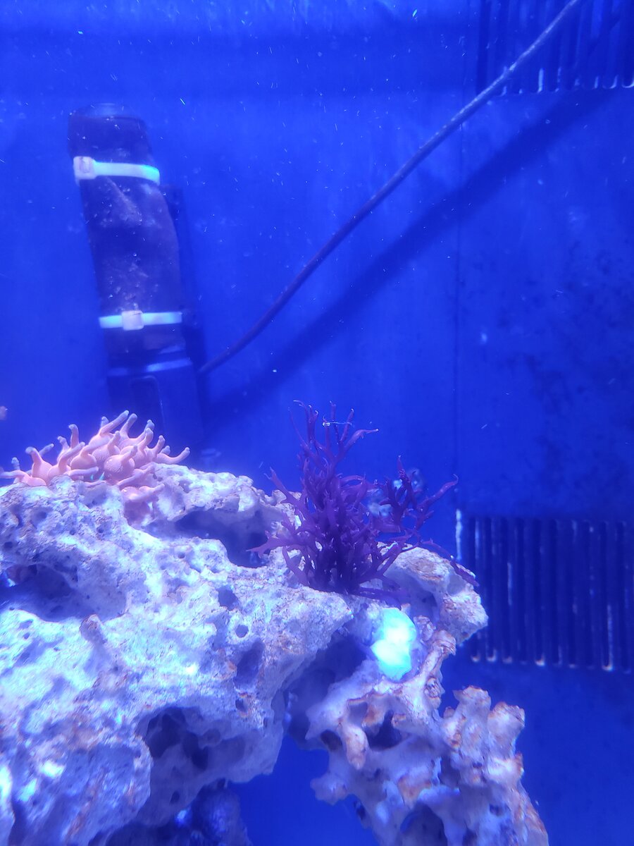 Build Thread - Back After 10 Years - Another 32 Gallon Biocube | Reef2Reef