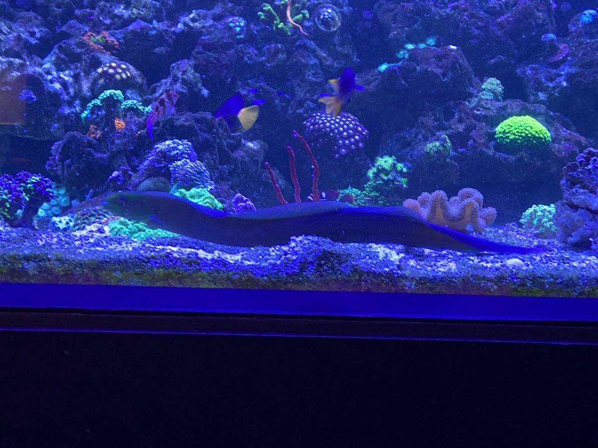 Hello - Eel in SPS dominated tank. | Reef2Reef