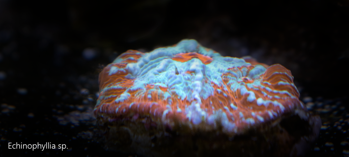 Echinophyllia-sp.png