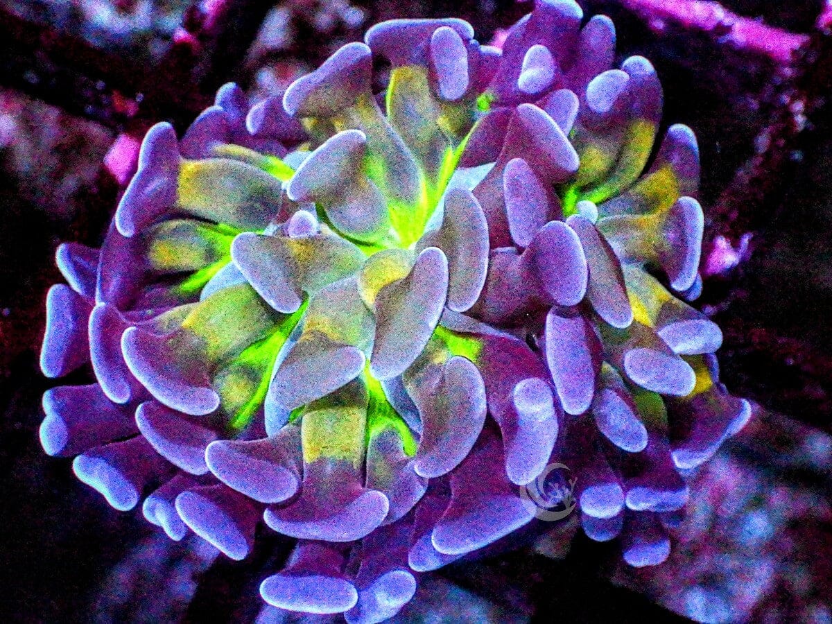 EEA0933_1200x.jpg