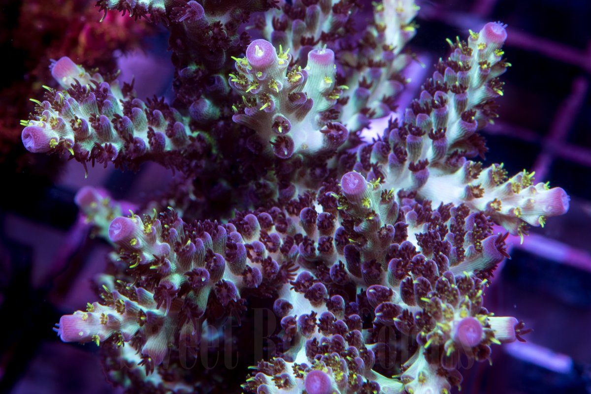 EEFAC612-73DA-4FA8-B49D-6BBD7947D3D1.jpeg