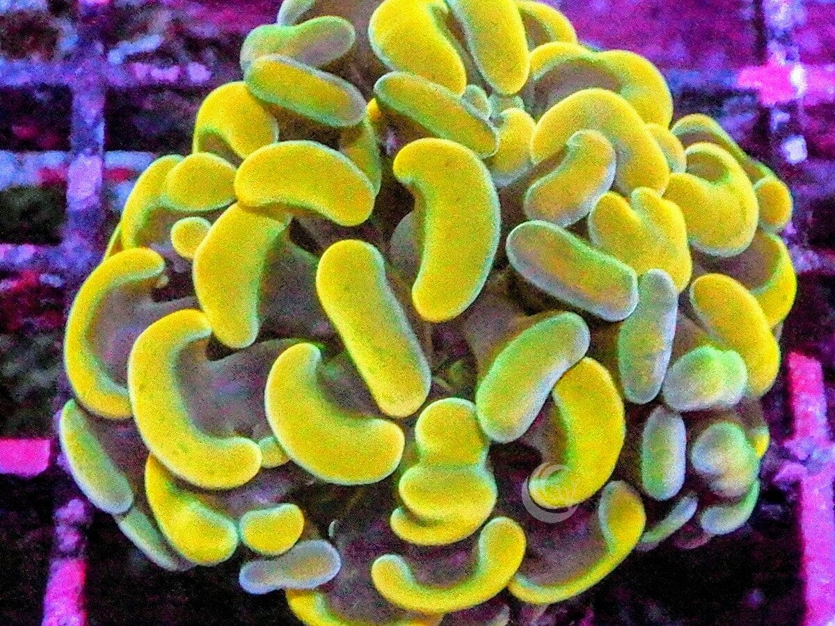 EEJL2917_1200x.jpg