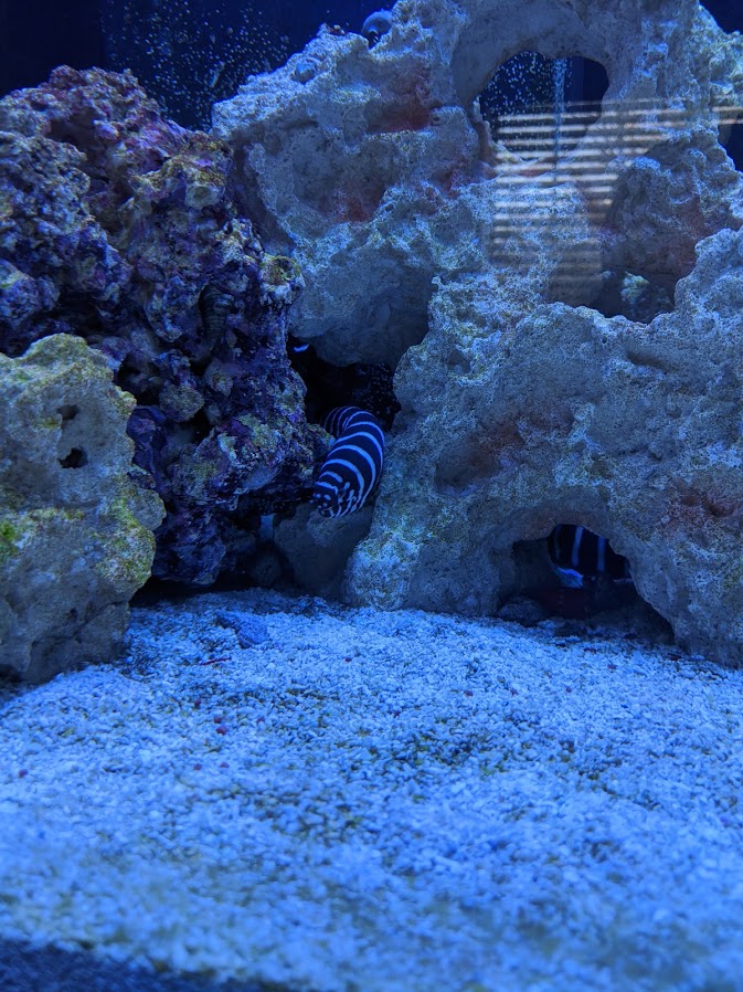eel.jpg