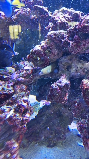 Eel.jpg