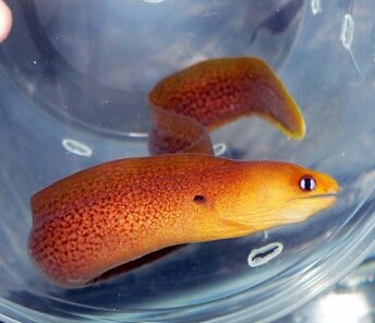 eel2.jpg