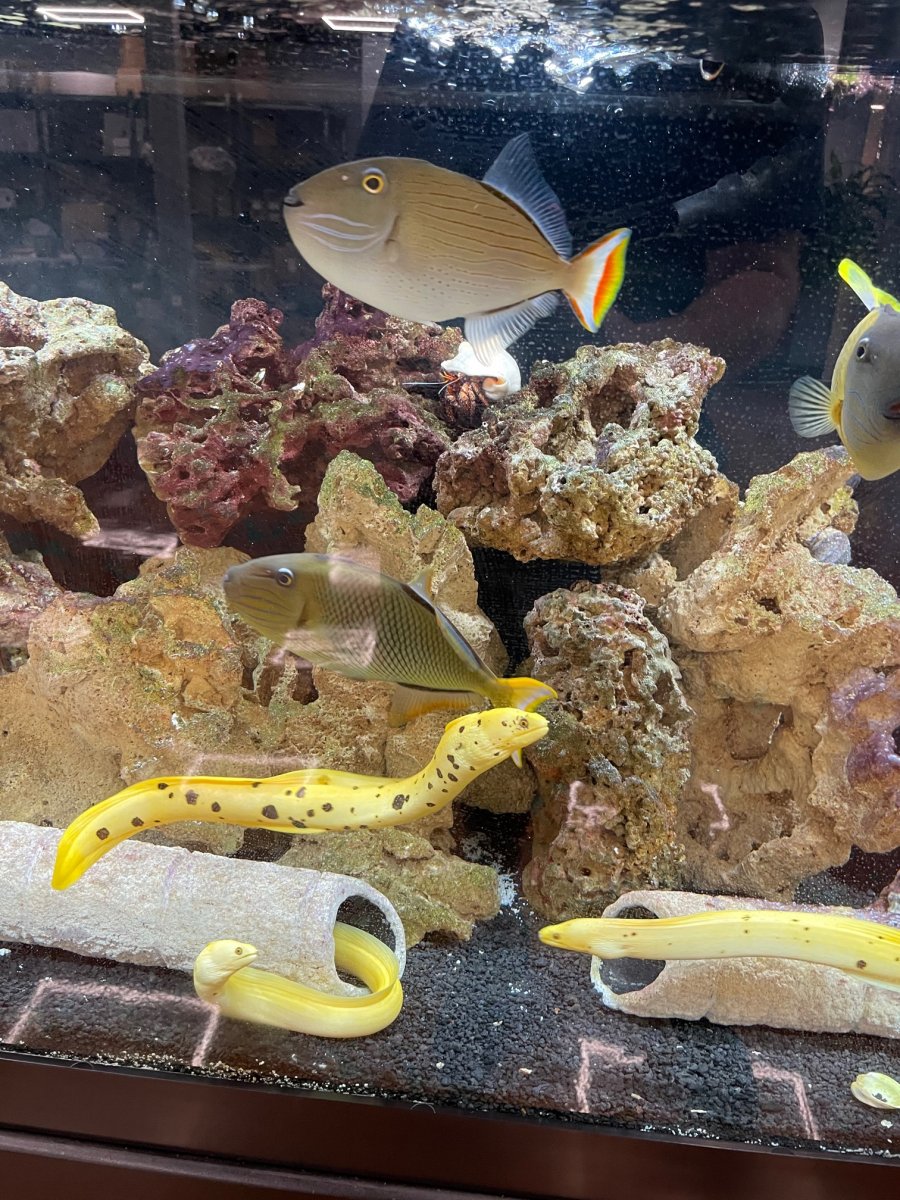 My new Golden Banana Moray Eel | Page 3 | REEF2REEF Saltwater and Reef