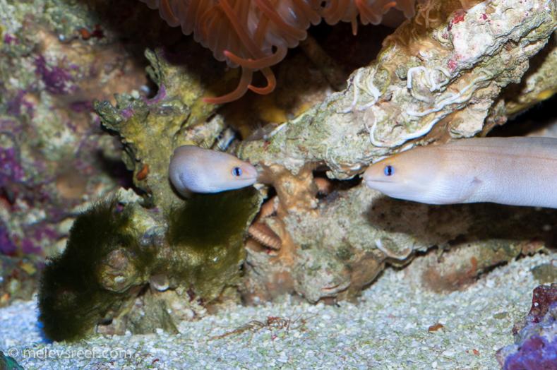 Snowflake Eel Reef2Reef