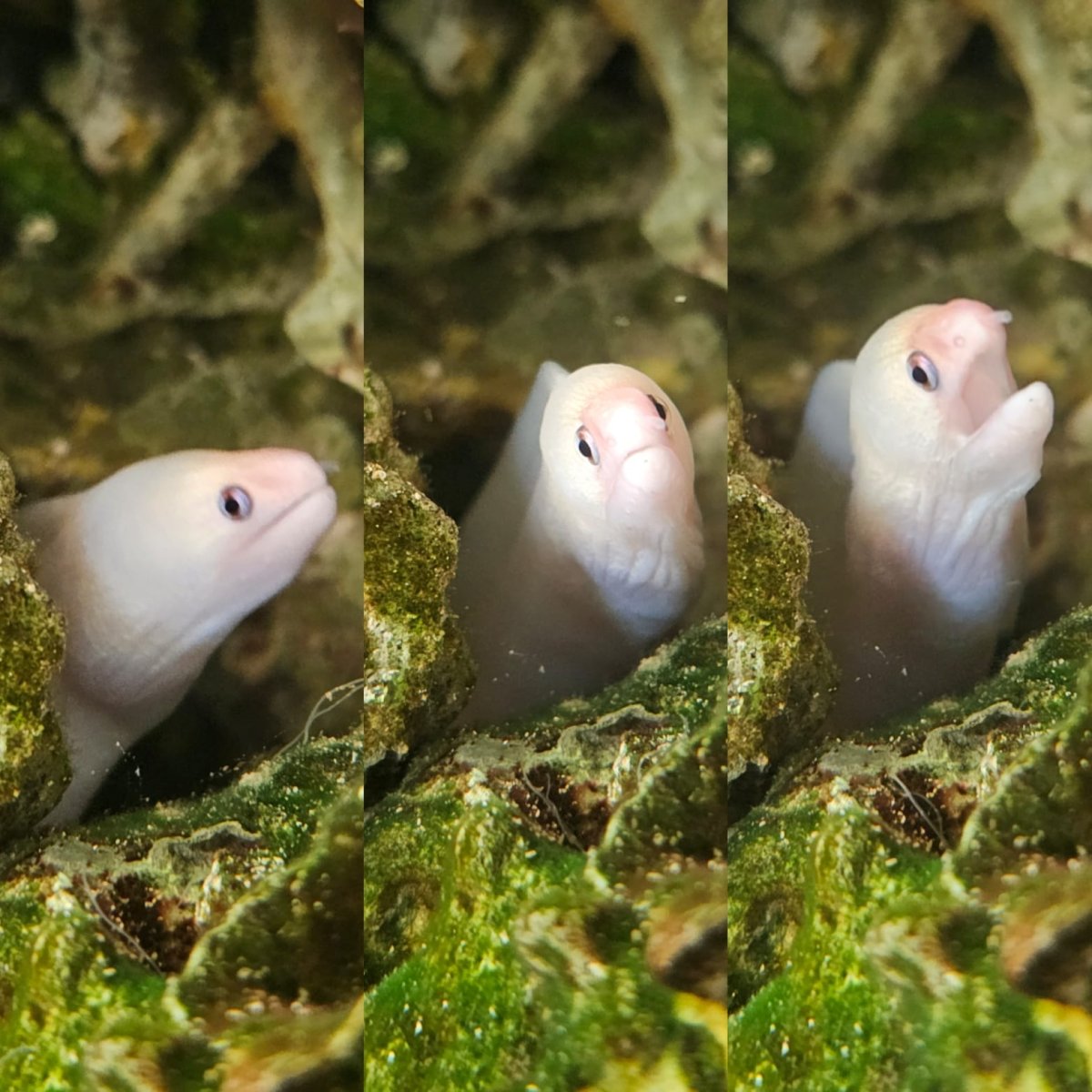 POLL - Have you ever kept a rare or uncommon fish, coral, or invert in ...