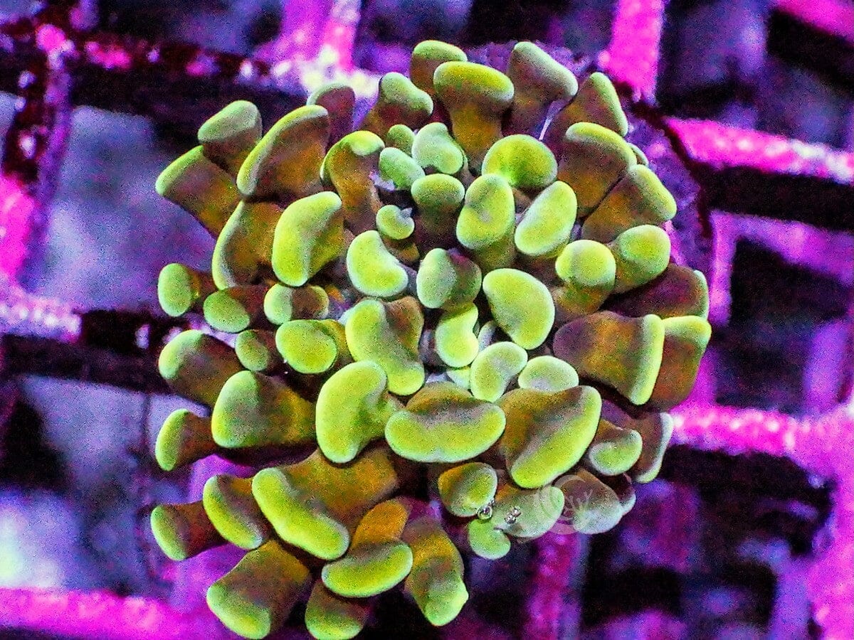EES1548_1200x.jpg