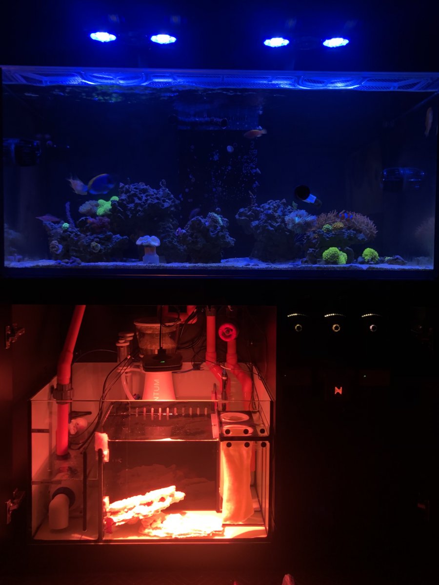Build Thread - Just add water Red Sea 425 XL / WrasseTasic | Page 63 ...