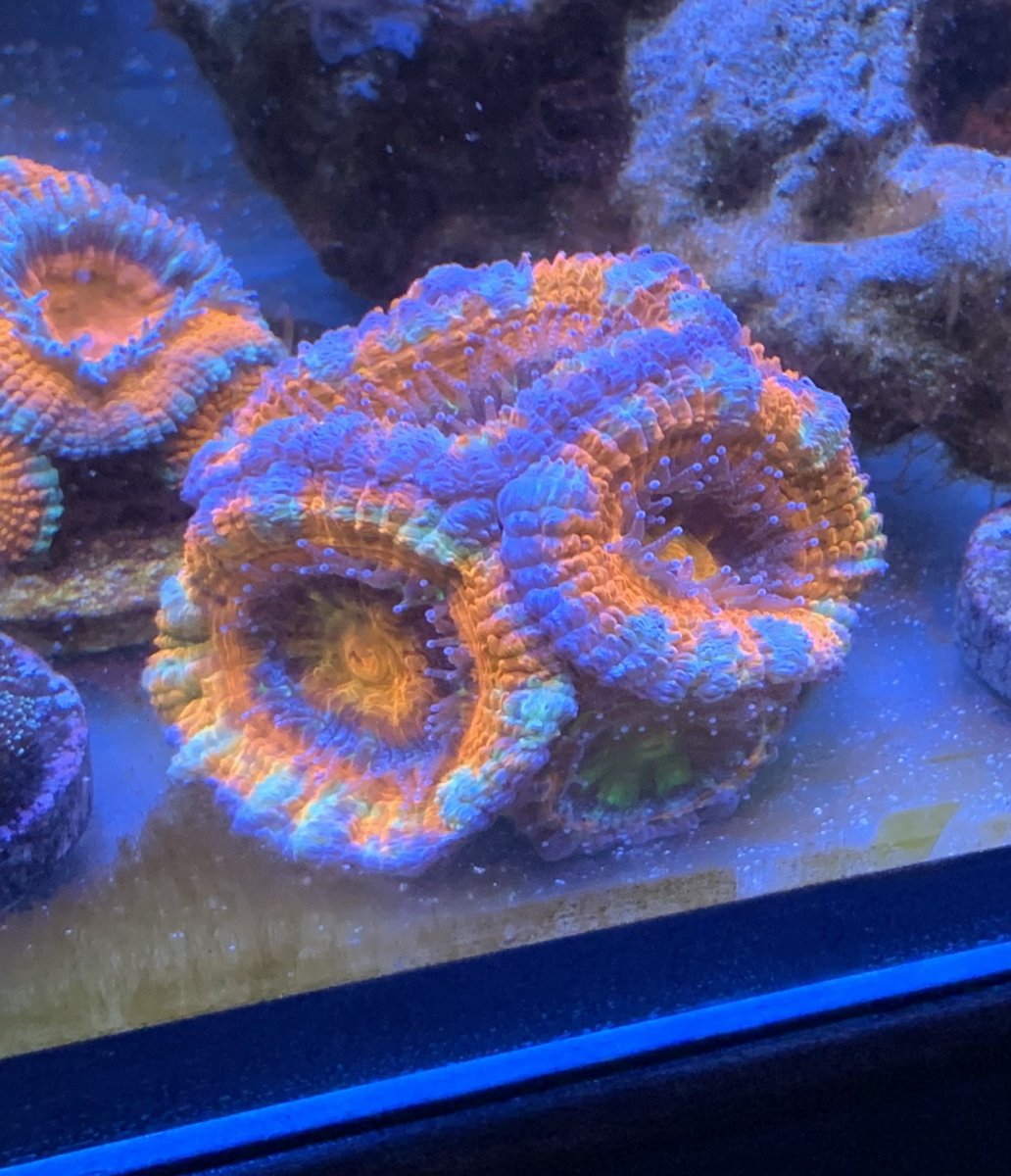 Show off your most expensive coral! | Page 5 | REEF2REEF Saltwater and ...