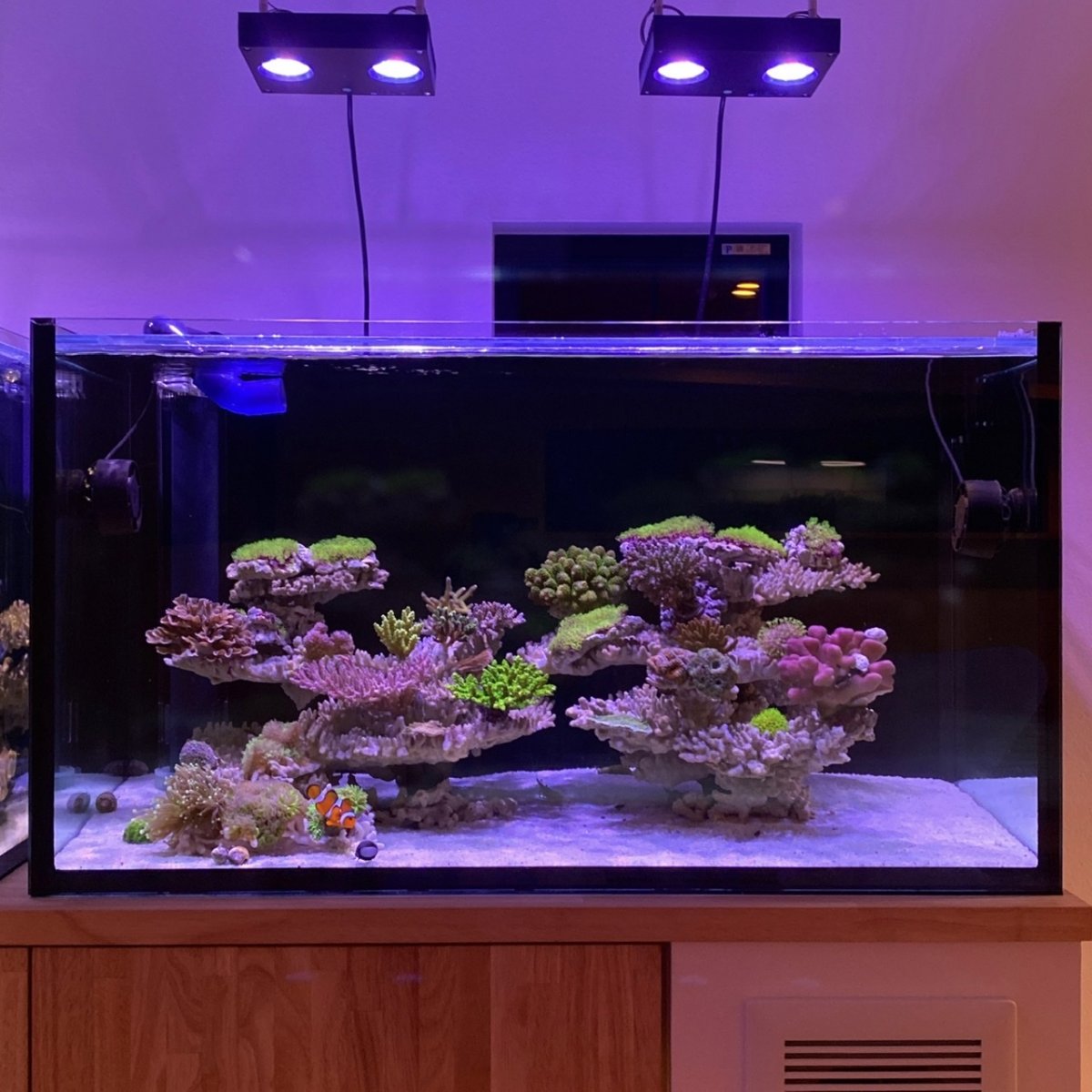 Build Thread Japanese style reef tank REEF2REEF Saltwater and