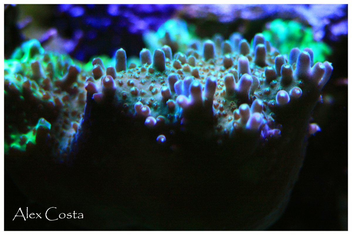 eflorescens-purple.jpg