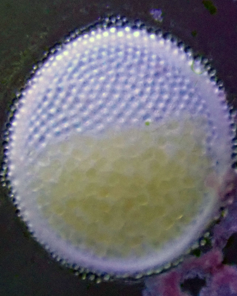 egg.jpg