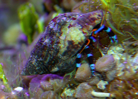 ElectBlueCrab.jpg