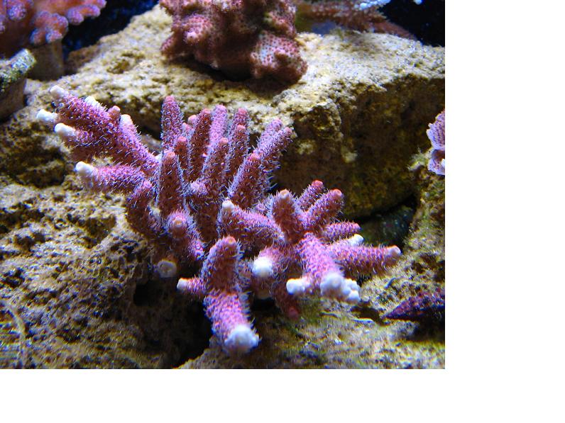 Electric Pink Milli colony 6 5 13.JPG