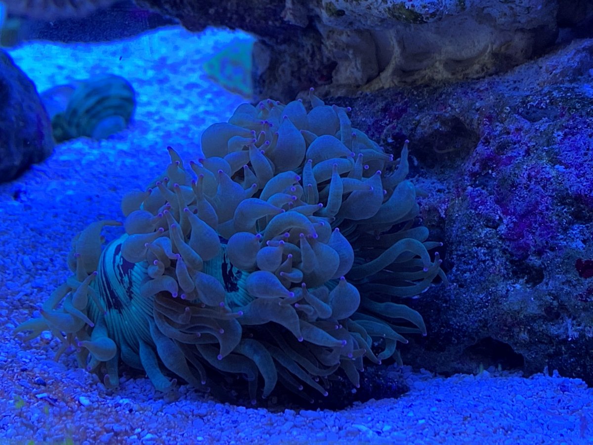 Elegance Coral.jpg