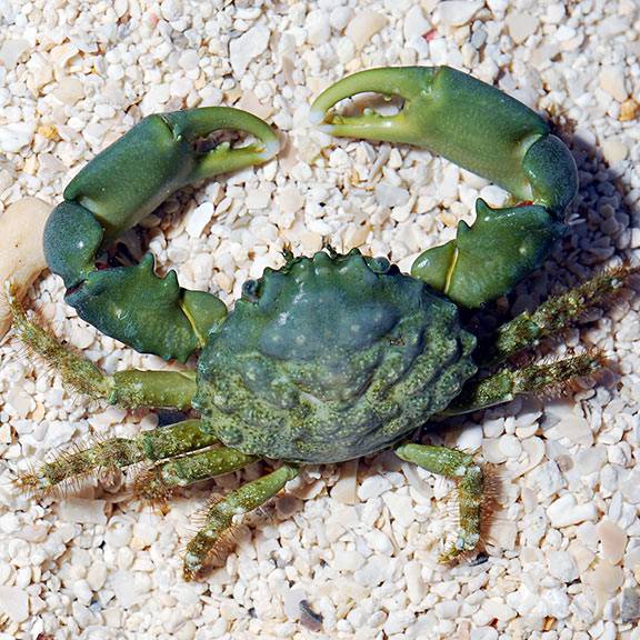 Emerald-Crab.jpeg