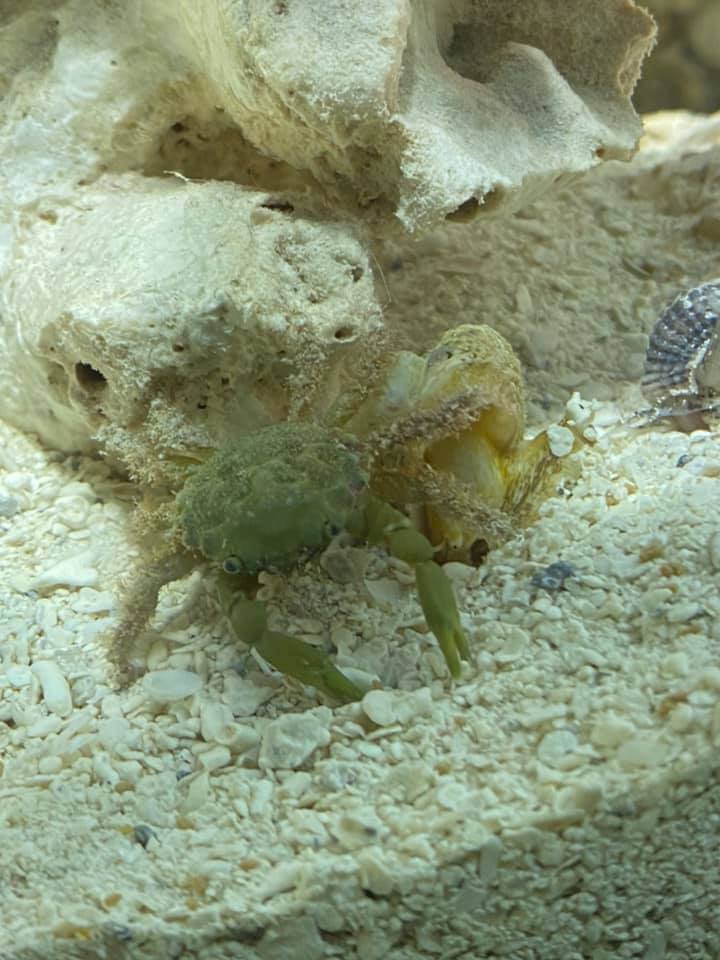 emerald crab.jpg