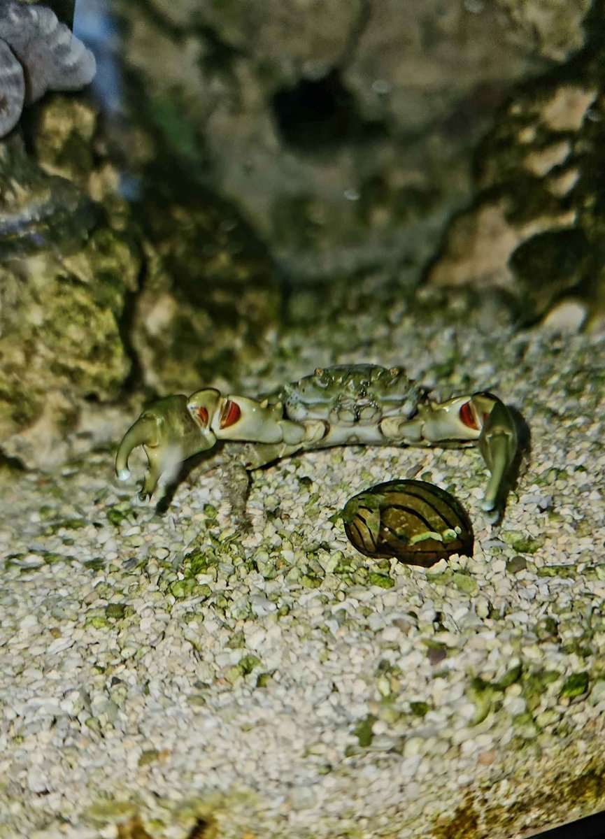 CONTEST - POTM - Nov 2024 POTM: Technically good photo of a common tank ...