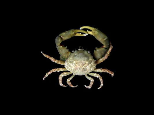 Emerald Crab.png