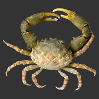 Emerald Crab.png