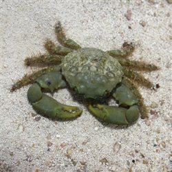 EmeraldCrabmd.jpeg