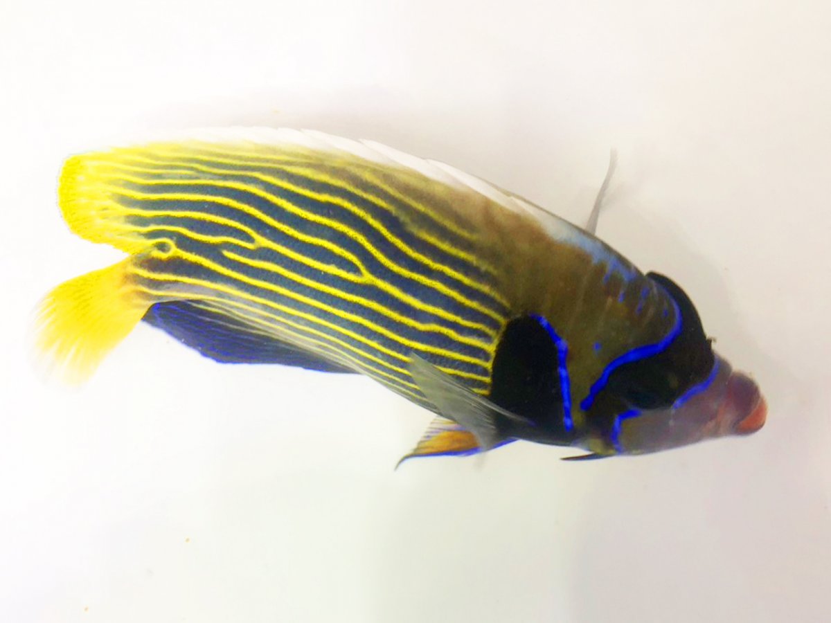 Huge Memorial Day Sale! Heavily discounted FRAG PACKS AND FREE SHIPPING ...