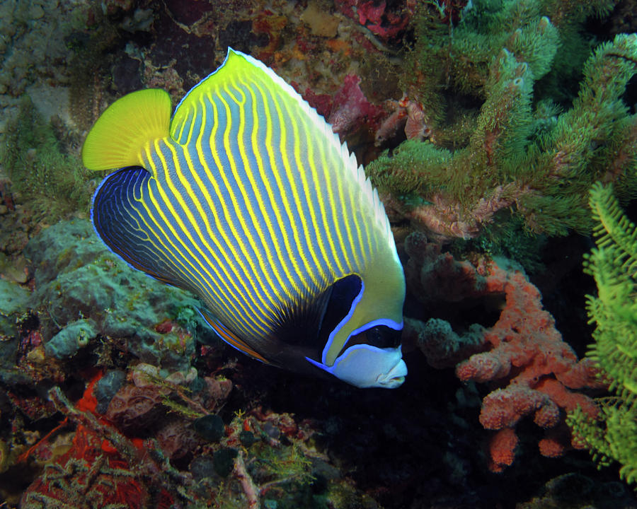 emperor-angelfish-indonesia-pauline-walsh-jacobson.jpg