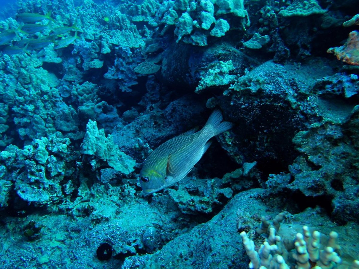 emperorfish.jpg
