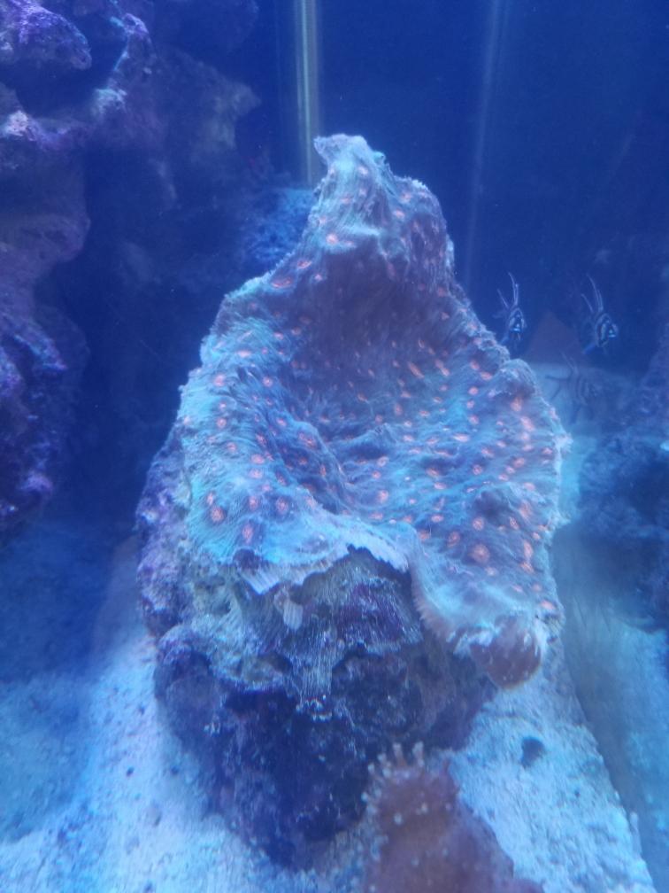 Encrusting Coral.jpg