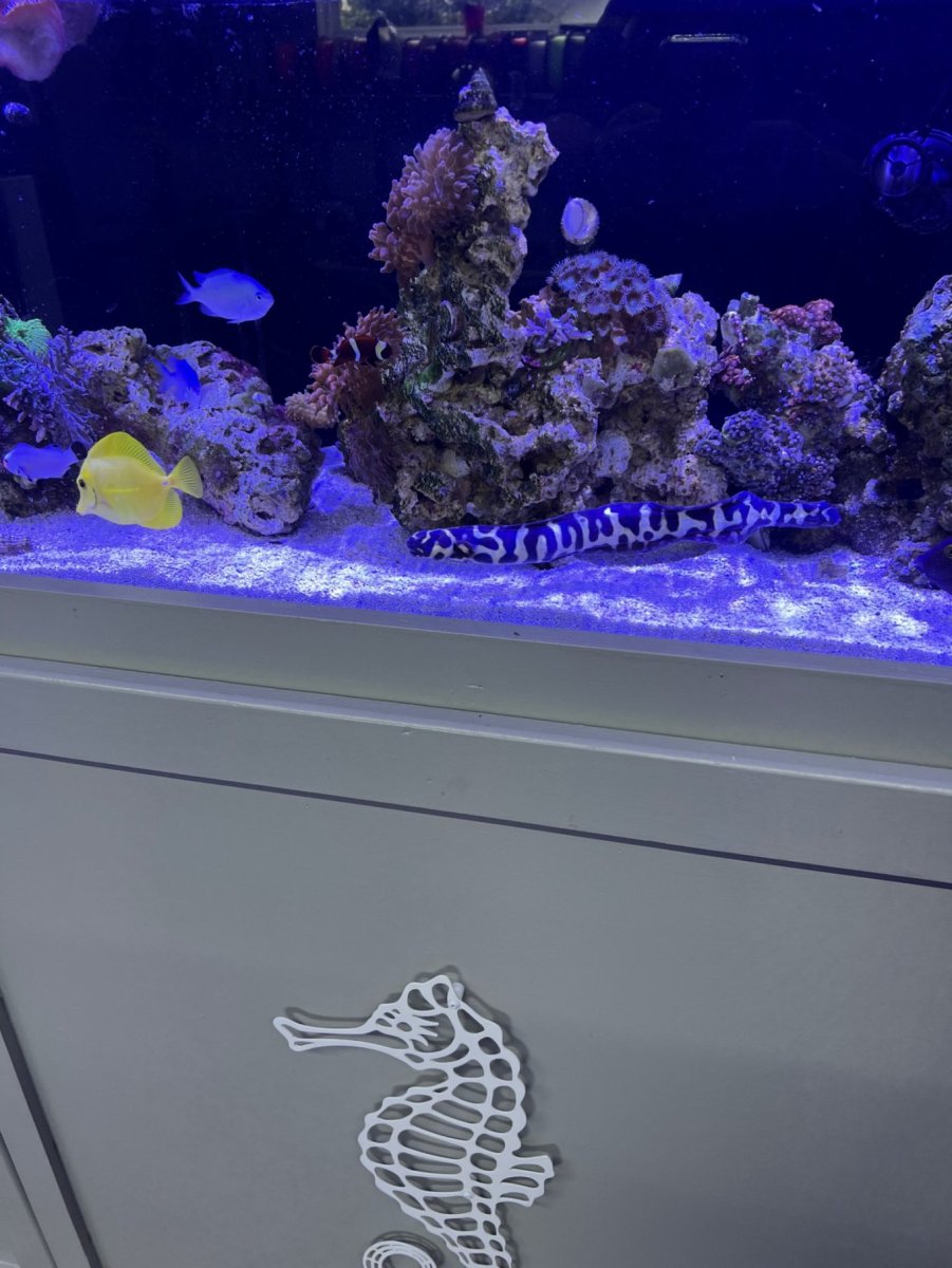 engineergoby.jpg