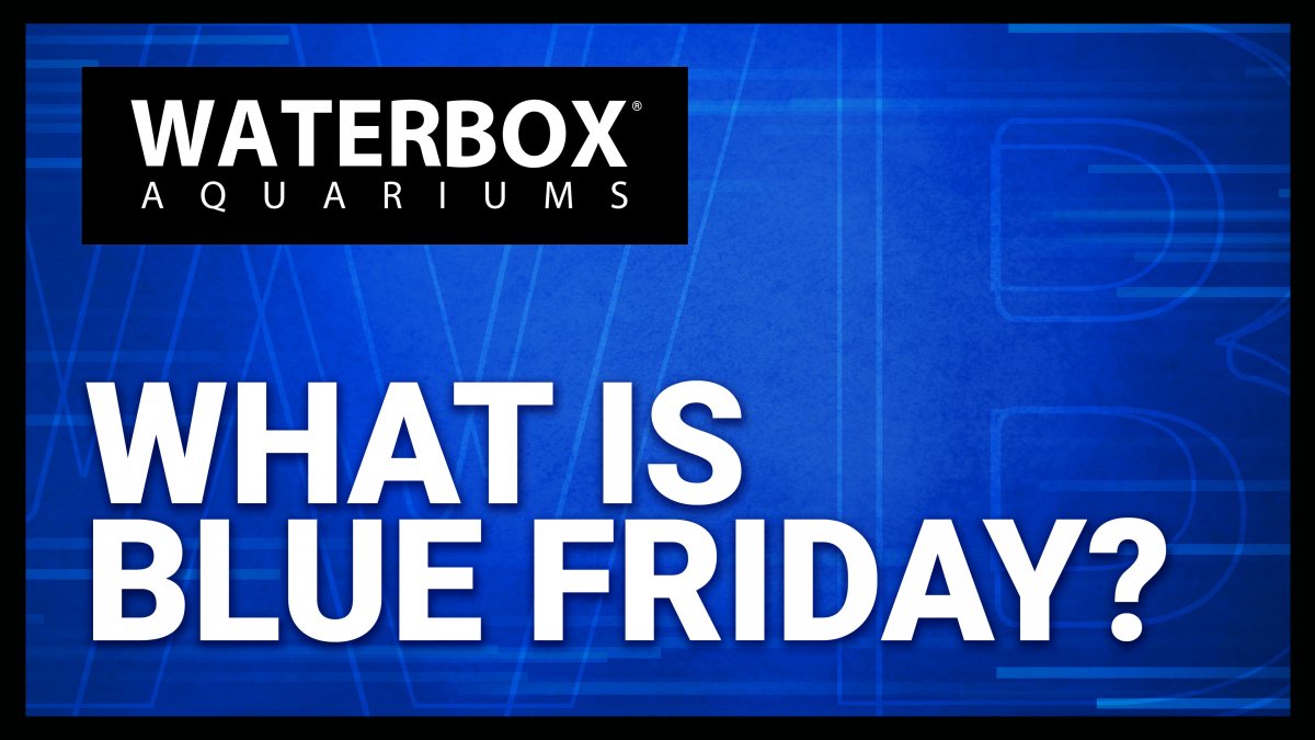 EP00.What-Is-Blue-Friday_Thumbnail.jpg
