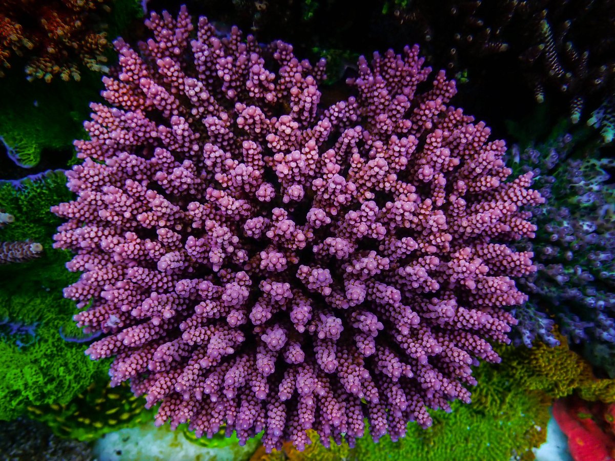 Epic15 Coral1.jpeg