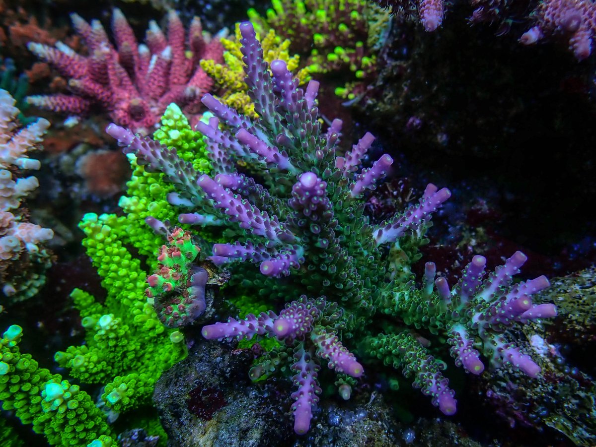 Epic16 Coral2.jpeg