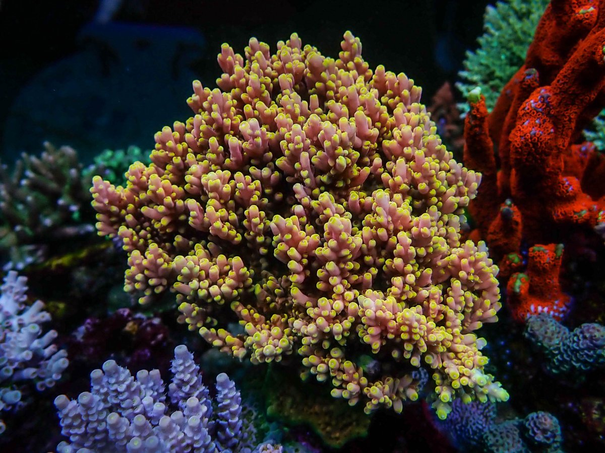 Epic18 Coral4.jpeg