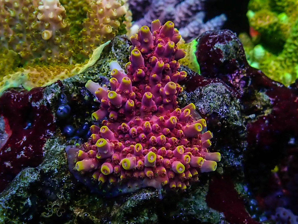 Epic24 Coral10.jpeg