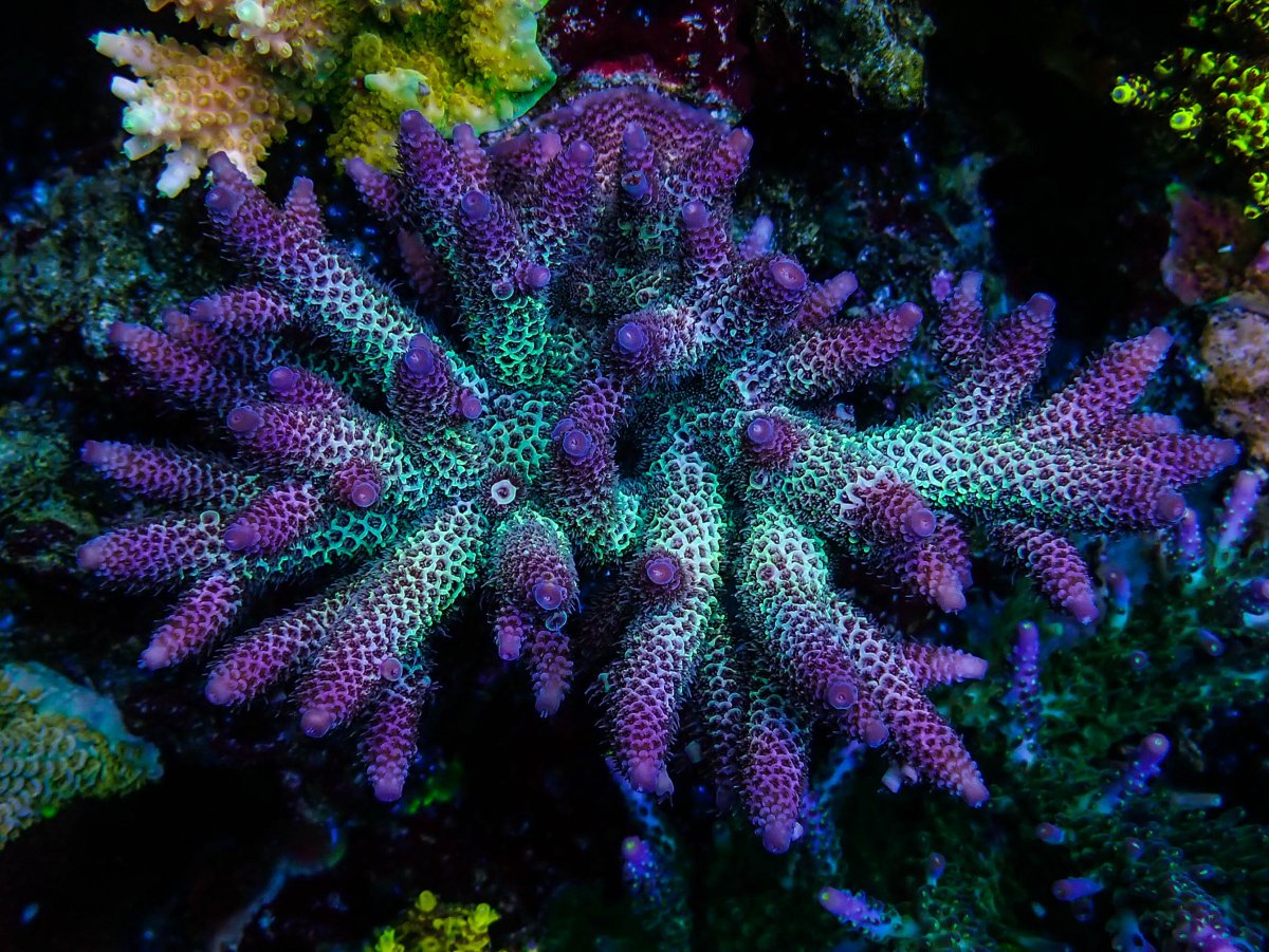 Epic25 Coral11.jpeg