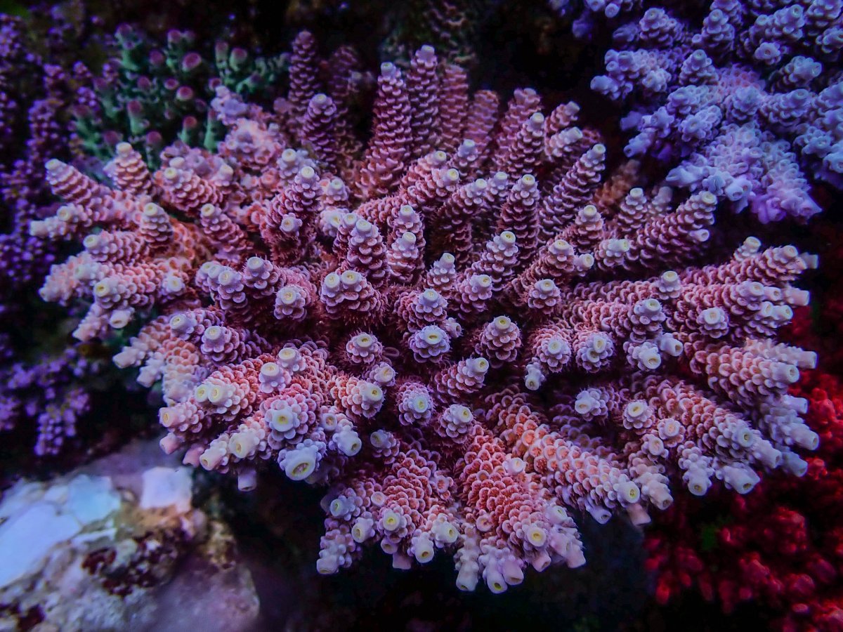 Epic28 Coral14.jpeg