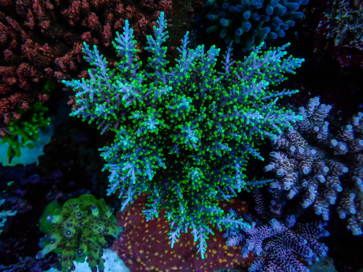 Epic29 Coral15.jpeg