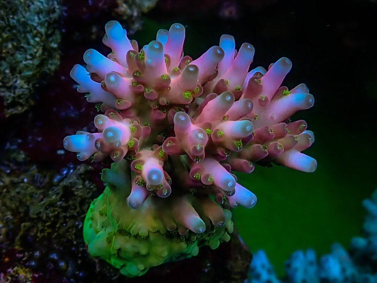 Epic30 Coral16.jpeg